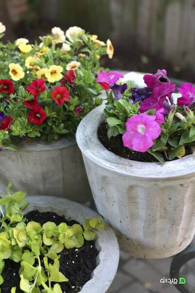 ساخت گلدان بتنی برای گیاهان خانگی در دکوراسیون منزل - وبسایت رابو